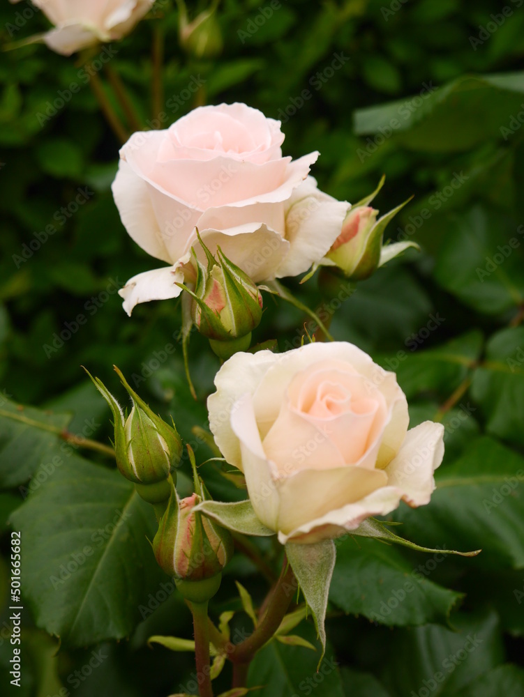 pink rose pink rose