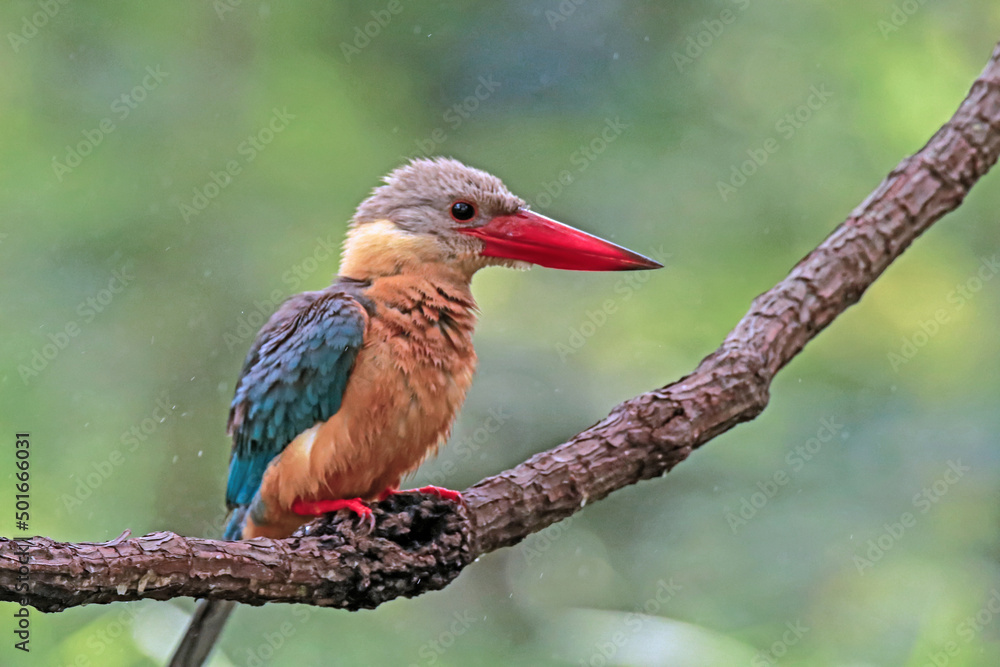The Stork-billed Kingfisher on a branch in nature