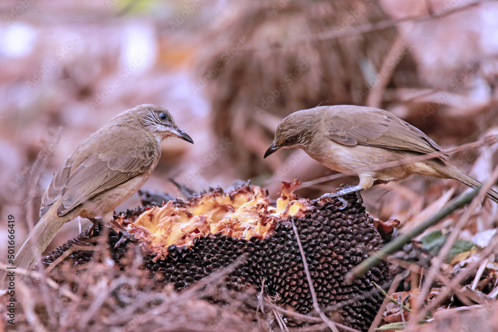 Naklejka premium Streak-eared Bulbul in nature