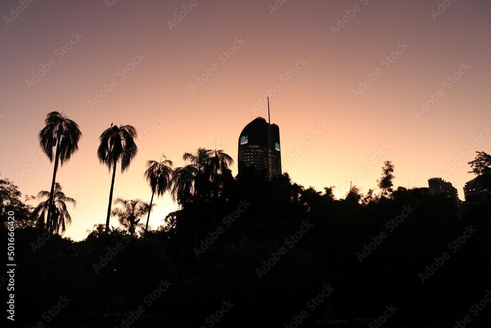 Sunset in Brisbane in botanical garden with palm trees.