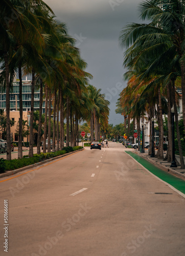 trees on the street Miami Beach 