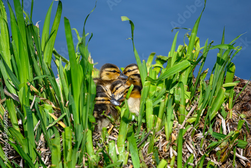 A cute little Mallard ducklings (Anas platyrhynchos) are having rest in nest on the water, British Columbia, Canada