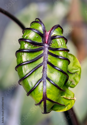  beautiful green tree Colocasia pharaoh mask is aquatic plant close up photo
