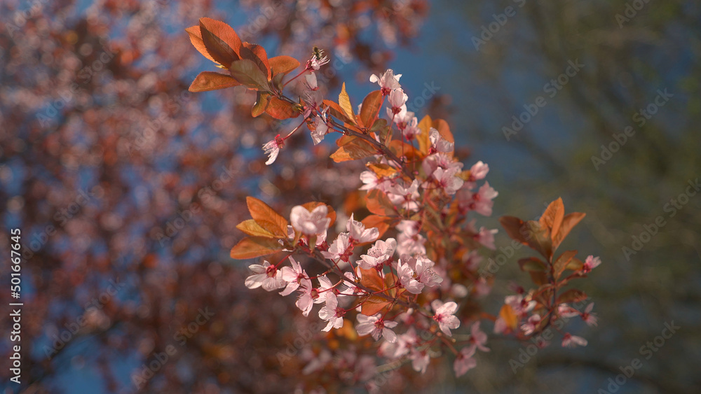 Blooming tree with pink flowers. Nature on spring Blooming tree with pink flowers. Nature on spring