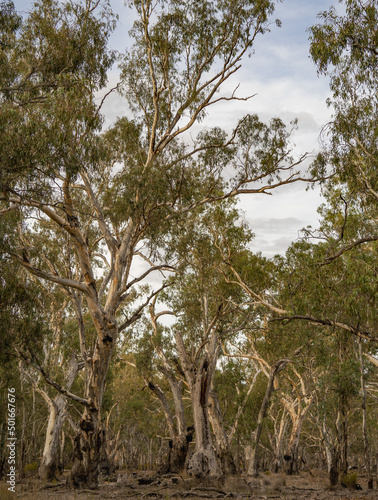 Majestic Australian River Red Gum (Eucalyptus camaldulensis) trees at Reedy Lake Wildlife Reserve near Nagambie photo