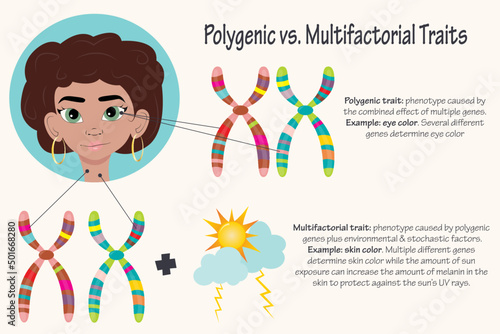 Polygenic Versus Multifactorial Traits photo