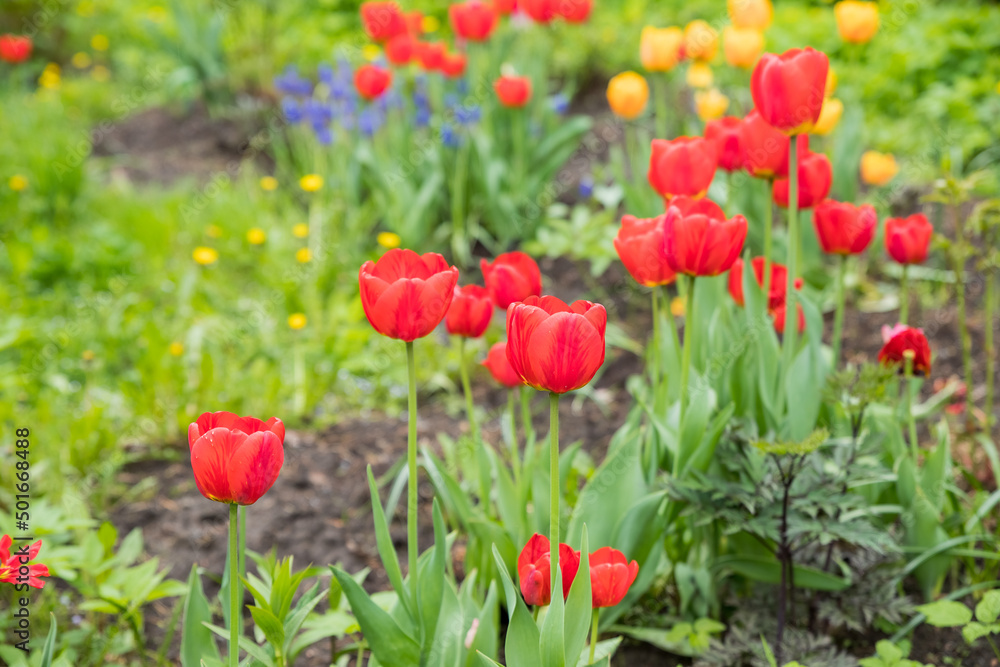 Multicolored flowerbed of yellow, red, pink blooming tulips at flower farm field in springtime.field of colorful tulips in full bloom. spring time