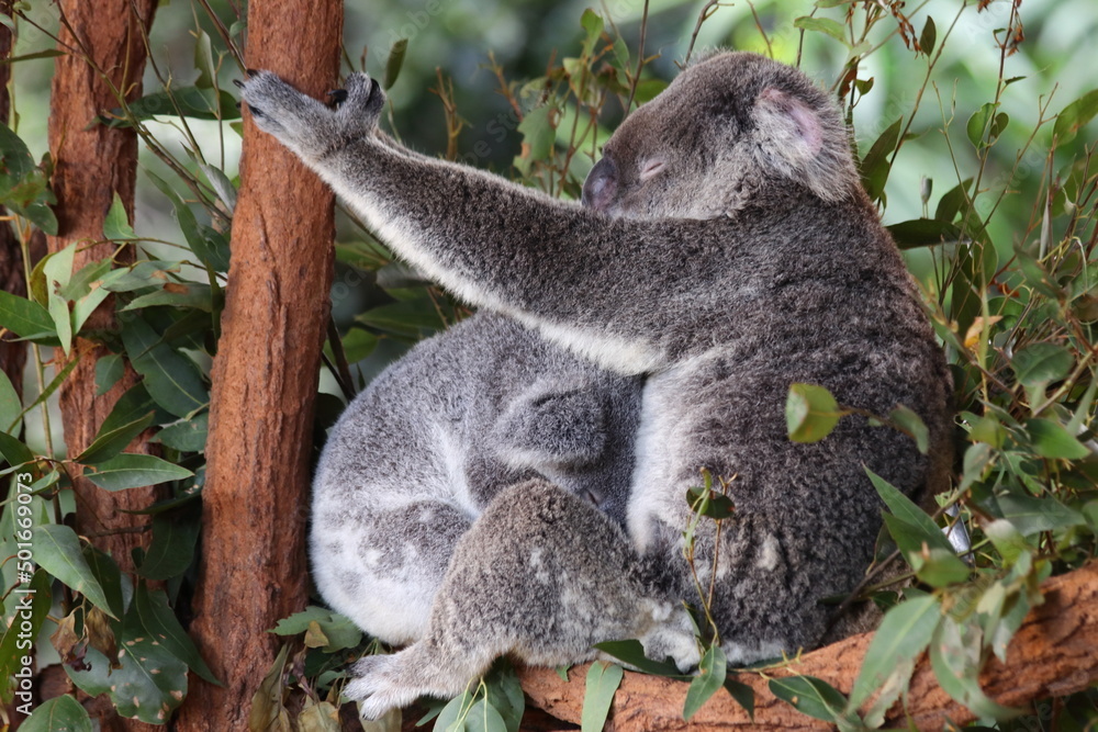 Obraz premium Koalas sleeping and eating in Steve Irwin Wildlife zoo in Brisbane in Australia