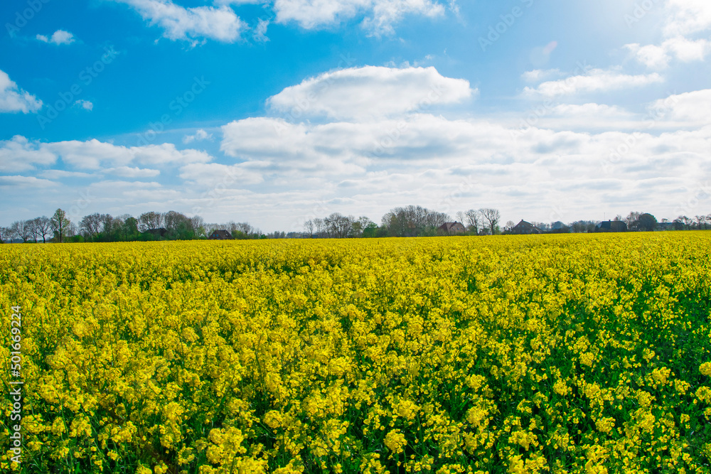 rapeseed field rapeseed field