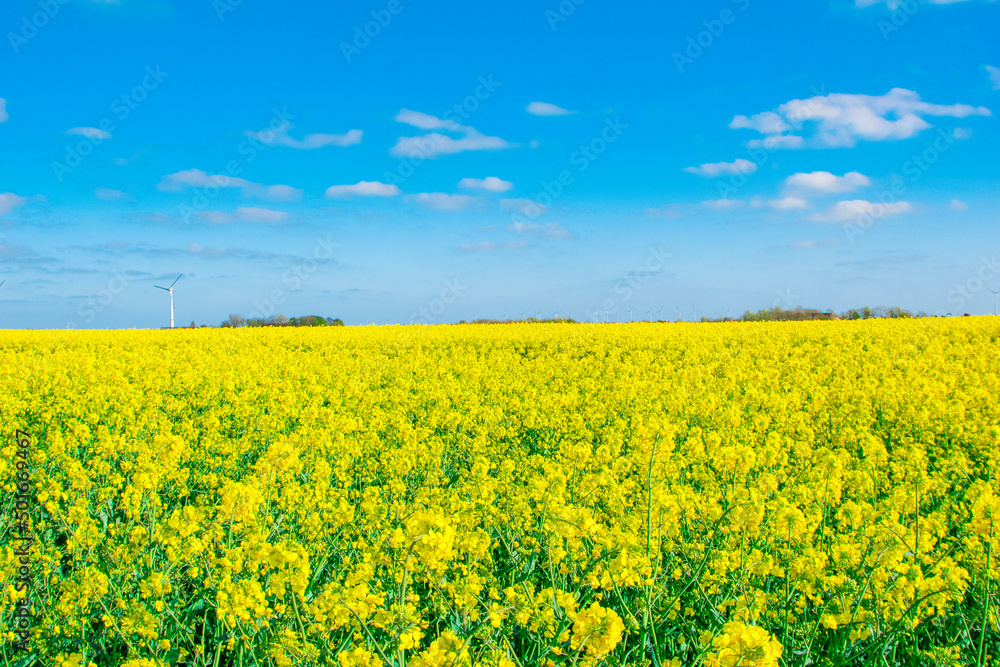 rapeseed field rapeseed field