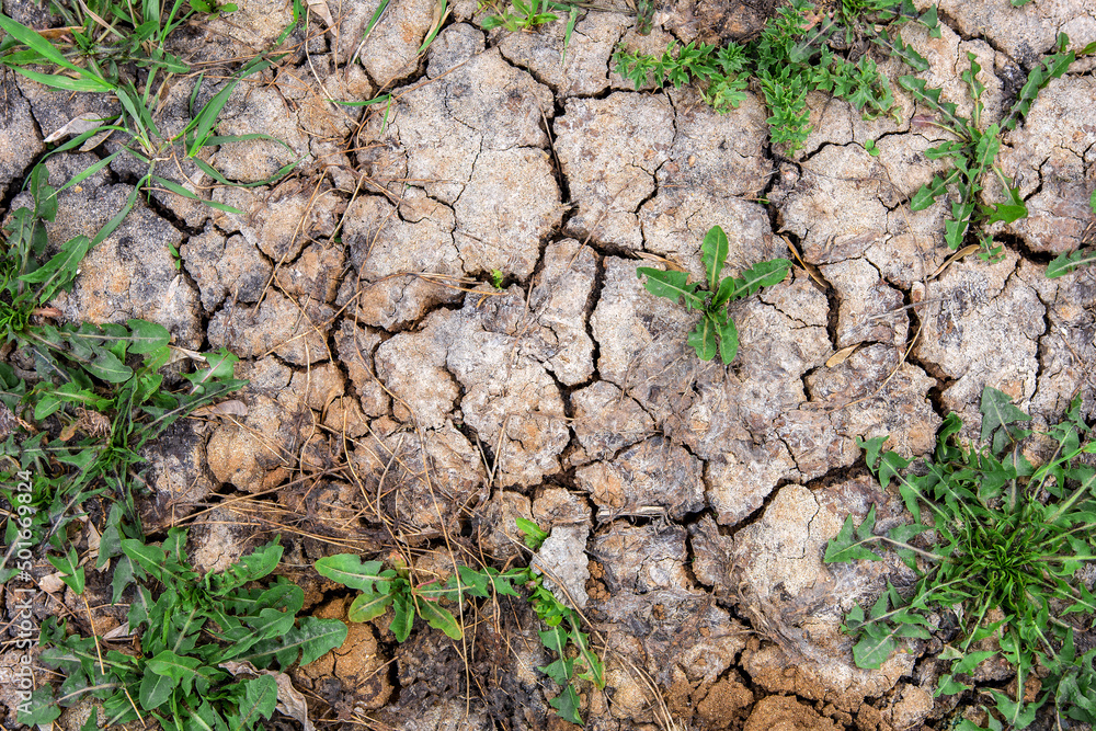 The texture of dry cracked earth with grass sprouts. Drought and environmental problems The texture of dry cracked earth with grass sprouts. Drought and environmental problems