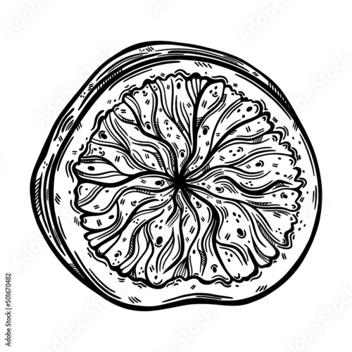 Round fig slice vector icon. Sketch of ripe garden fruit with tasty pulp, seeds. Monochrome outline of vegetarian plant. Piece of exotic dessert. Hand drawn illustration isolated on white