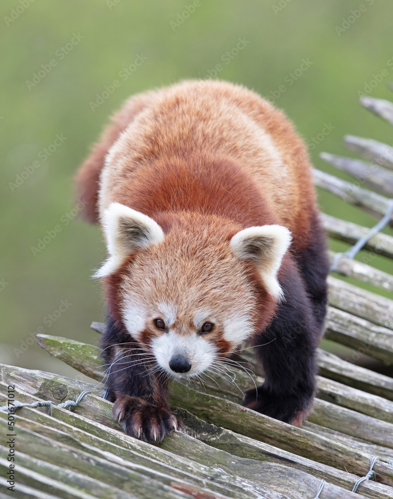 Obraz premium Firefox, the Red Panda (Ailurus fulgens)