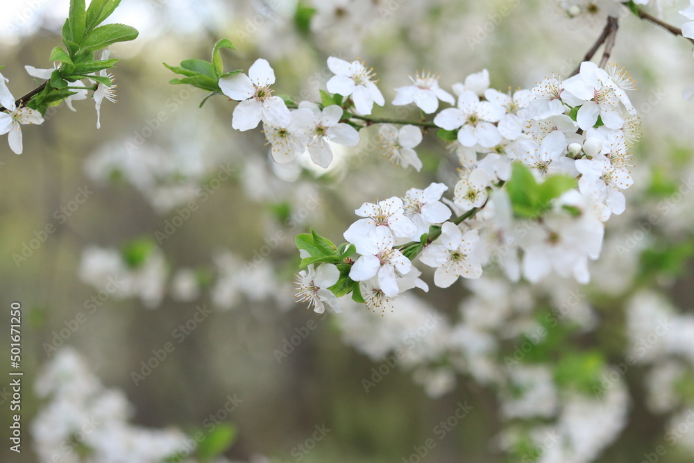 Flowering cherry plum. White flowers, selective focus. Spring flowers, can be used as background Flowering cherry plum. White flowers, selective focus. Spring flowers, can be used as background