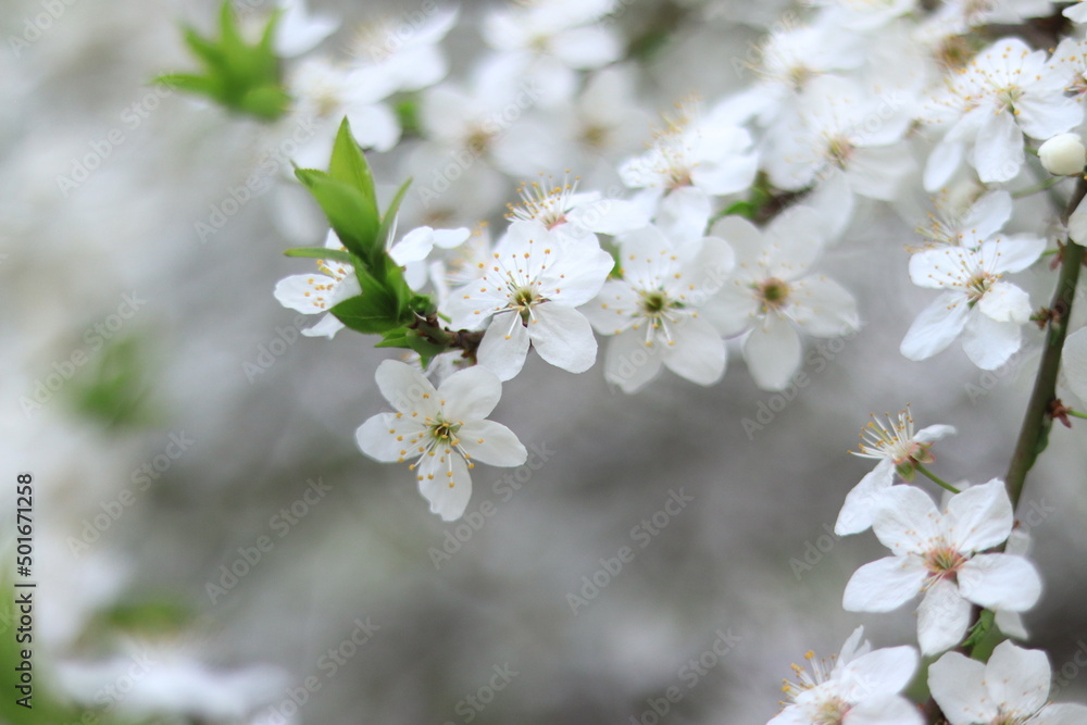 Flowering cherry plum. White flowers, selective focus. Spring flowers, can be used as background
