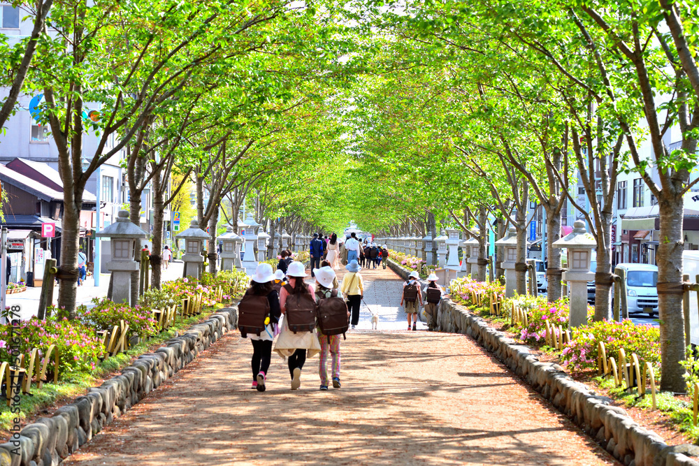 桜並木の新緑がすがすがしい鎌倉鶴岡八幡宮の段蔓 桜並木の新緑がすがすがしい鎌倉鶴岡八幡宮の段蔓
