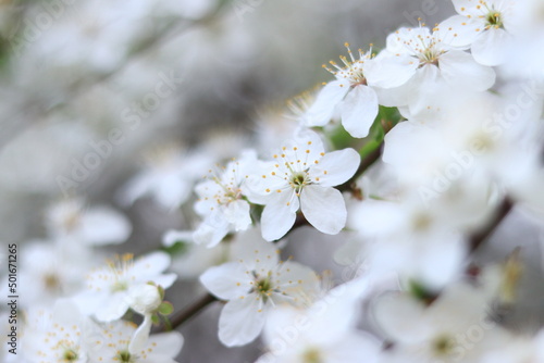 Flowering cherry plum. White flowers, selective focus. Spring flowers, can be used as background