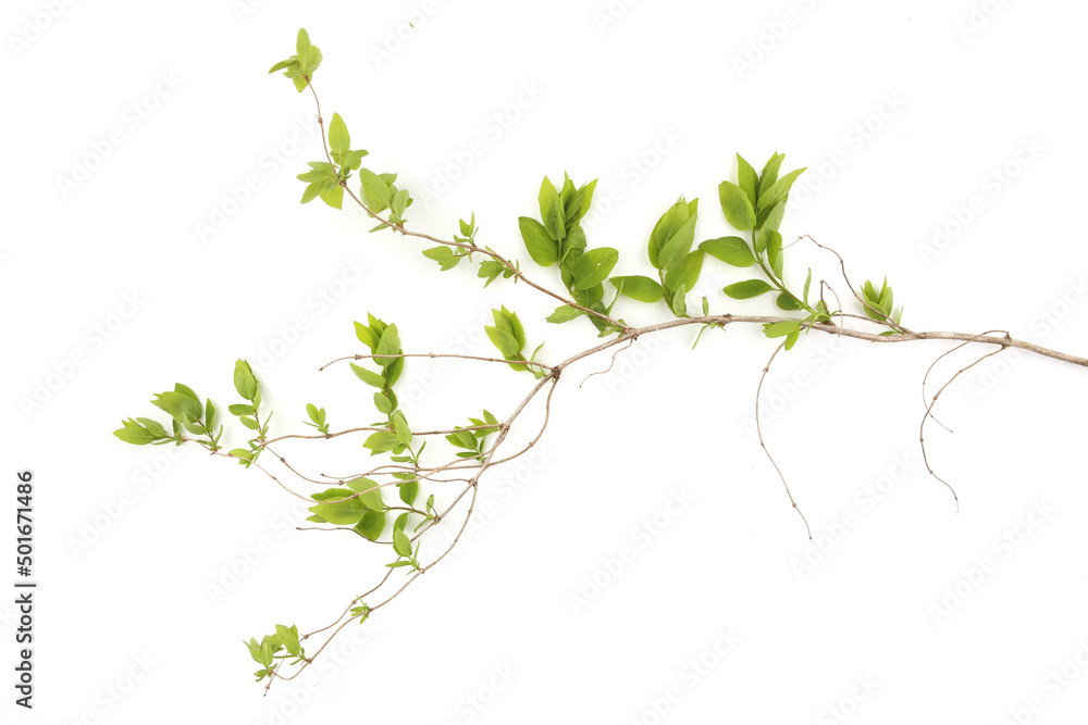Spring branch with young leaves  isolated on white background. Branch of shrubs in spring time.