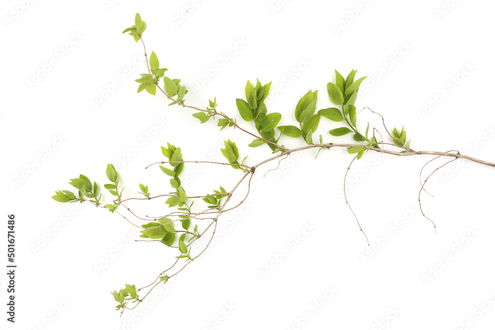 Spring branch with young leaves isolated on white background. Branch of shrubs in spring time. Spring branch with young leaves isolated on white background. Branch of shrubs in spring time.
