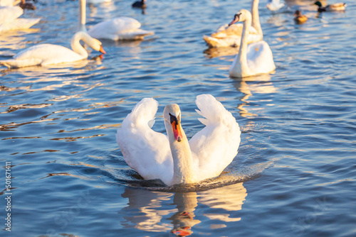 A White Swans And Many Gulls Swim In The River