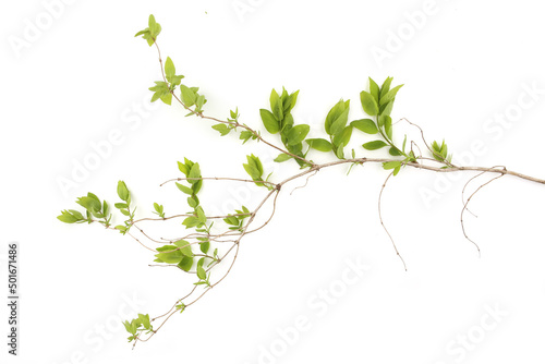 Spring branch with young leaves isolated on white background. Branch of shrubs in spring time.