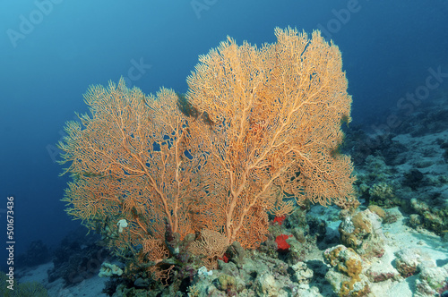 Gorgonia rossa sulla barriera corallina
