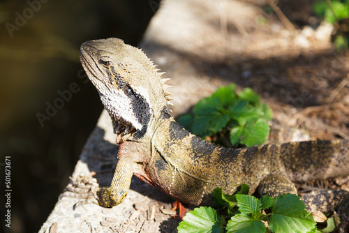 Wasserdrache - Close Up