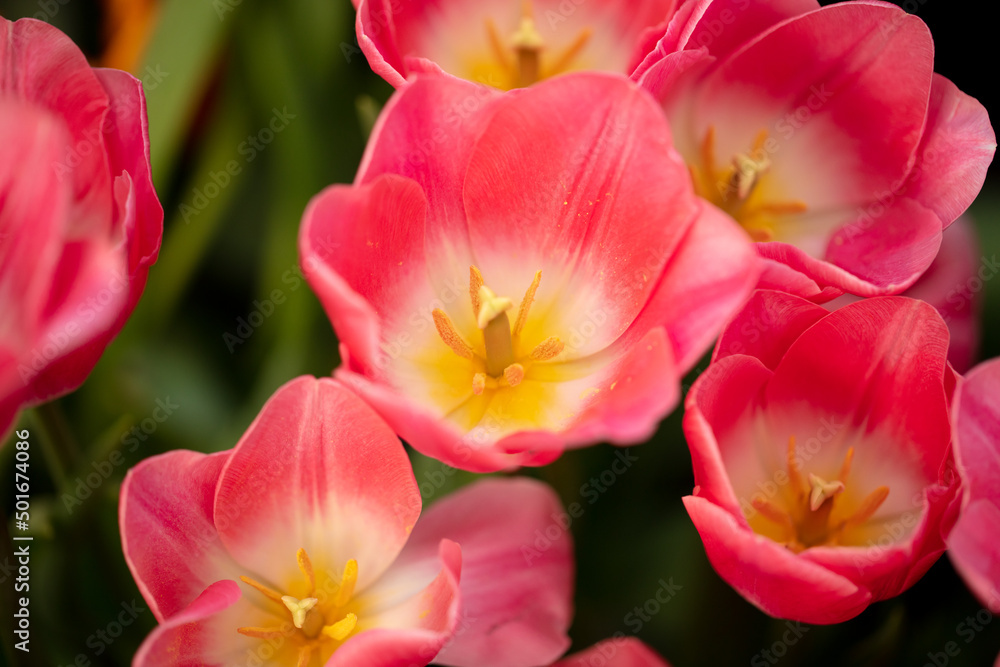 Fototapeta premium Pink flowers tulips in the park.