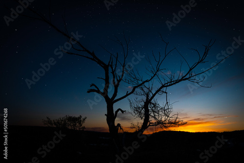alone bare tree silhouette against star night sky from dusk background