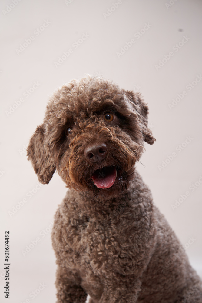 lagotto romagnolo on a beige background. Portrait of a funny puppy in the studio lagotto romagnolo on a beige background. Portrait of a funny puppy in the studio