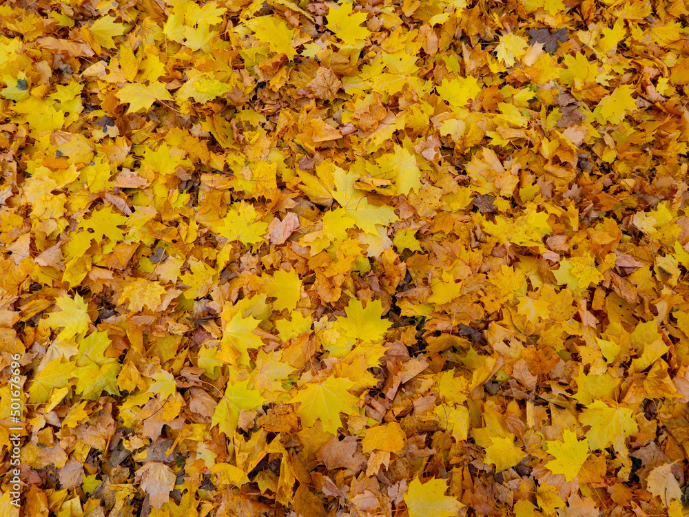 Red and orange autumn leaves background. Outdoor.
