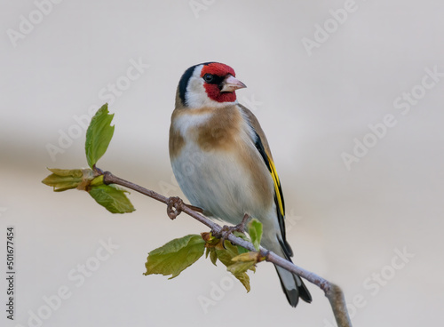 Canvas Print A profile portrait photograph of a  European goldfinch (Carduelis carduelis) perched on a branch, posing and looking to the right
