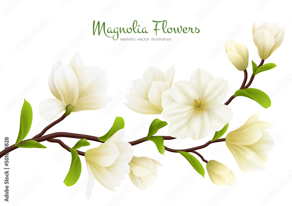 Realistic White Magnolia Flower Composition - obrazy, fototapety, plakaty 