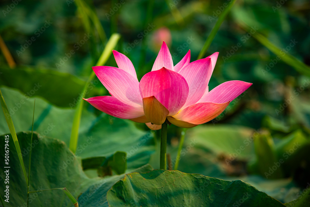 pink lotus flower