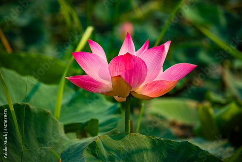 pink lotus flower