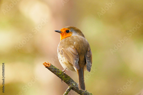 Canvas Print robin on branch