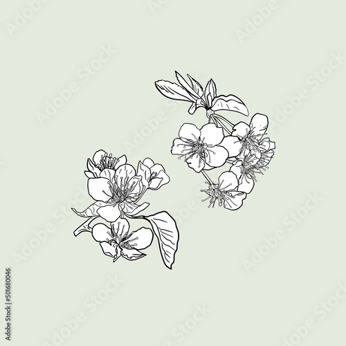 Vector Isolated drawing of cherry, pear, apple flowers. Fruit flower for printing on textiles, blank for designers, logo, icon