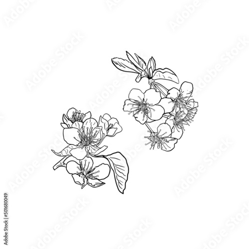 Vector Isolated drawing of cherry, pear, apple flowers. Fruit flower for printing on textiles, blank for designers, logo, icon