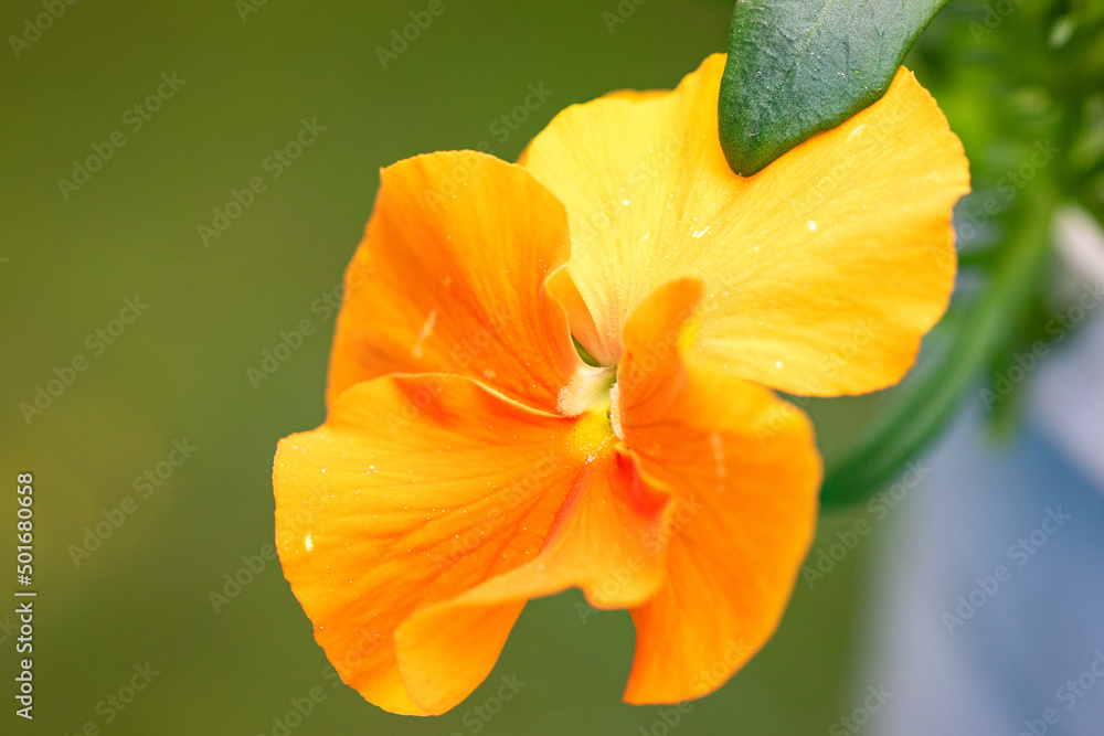 Close-up of beautiful orange pansy flower on a green background Close-up of beautiful orange pansy flower on a green background