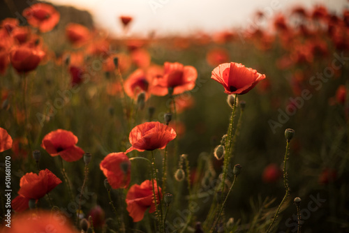 Field with blooming poppies in summer. Red flowered in the sunset. Natural flower in the wild field.