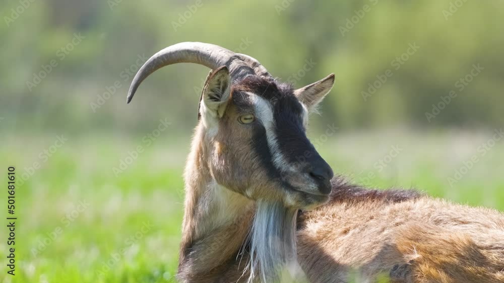 Domestic milk goat with long beard and horns resting on green pasture grass on summer day. Feeding of cattle on farm grassland Domestic milk goat with long beard and horns resting on green pasture grass on summer day. Feeding of cattle on farm grassland