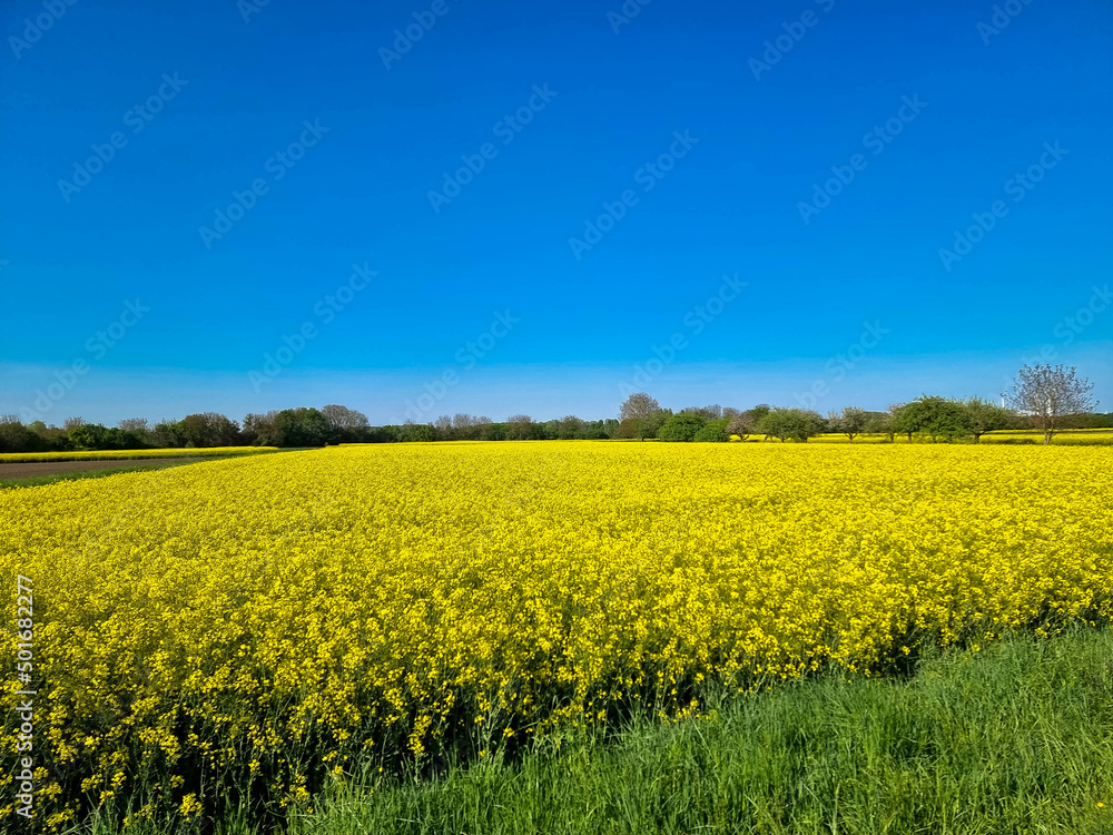 Obraz premium Panoramic view of yellow field with blooming rapeseed and blue cloudless sky. Beautiful rural landscape. production of rapeseed oil. Crisis in cooking oil production, sold out.