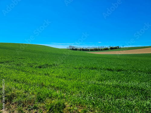 wheat field that is beginning to sprout. Panorama view of countryside landscape with blue sky. Beautiful typical  spring landscape with meadow. Lauterbourg  Alsace  Grand Est  France. Place for text.