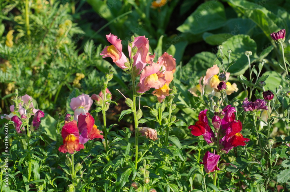 Multicolored snapdragon large-flowered (Lat. Antirrhinum) blooms in the garden
