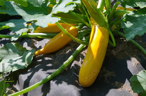 Yellow zucchini grow on a bed covered with black nonwoven fabric