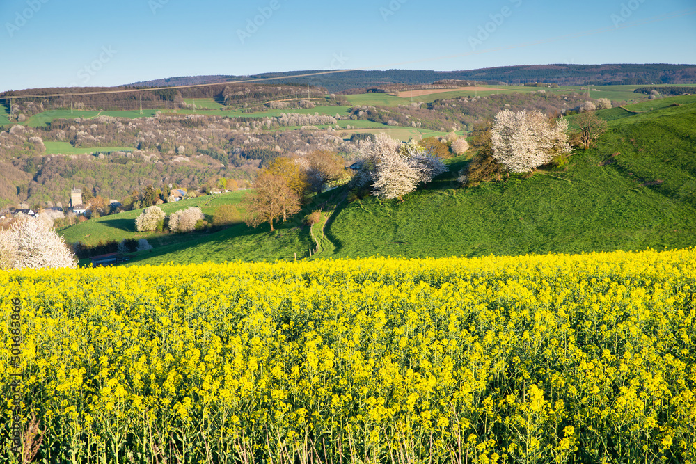 Landscape with yellow blooming raps field, agriculture in spring, countryside in Germany, cultivated farmland
Landscape with yellow blooming raps field, agriculture in spring, countryside in Germany, cultivated farmland
