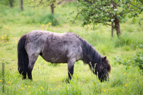 A pony is grazing on the meadow  animal farm in springtime  ranch with horses  countryside