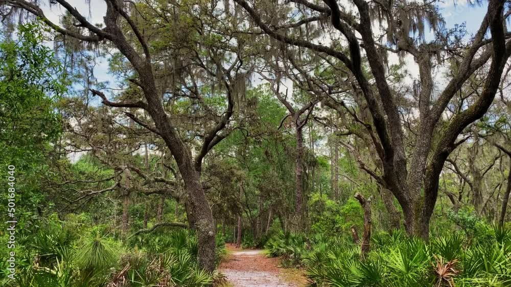 Park Pathway With Dense Vegetations In Tropical Rainforest Of Lettuce Lake Park In Tampa with a blue cloudy sky, Florida. Panning Up Park Pathway With Dense Vegetations In Tropical Rainforest Of Lettuce Lake Park In Tampa with a blue cloudy sky, Florida. Panning Up