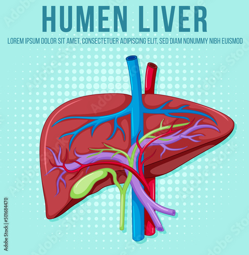 Human internal organ with liver