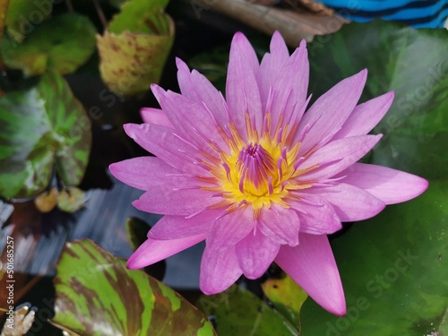 pink water lily Lotus